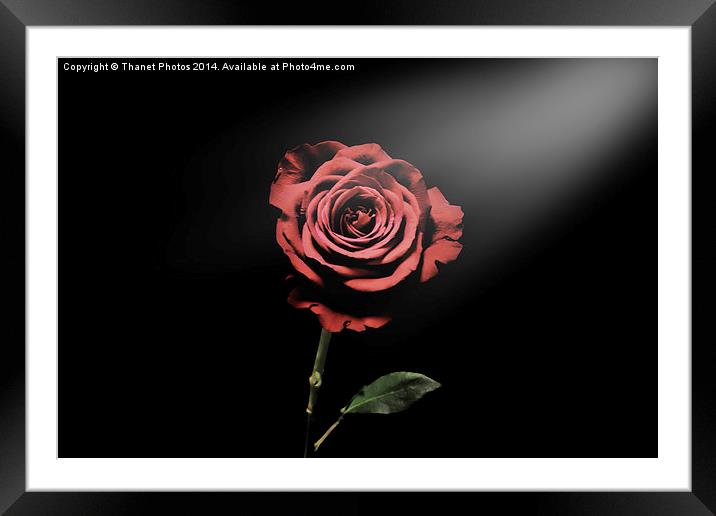 la vie en rose Framed Mounted Print by Thanet Photos