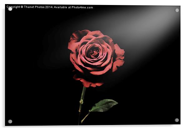 la vie en rose Acrylic by Thanet Photos