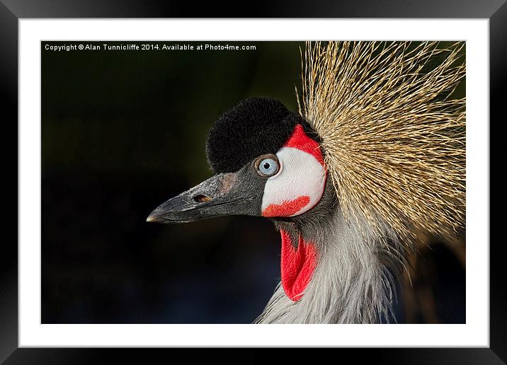 Majestic grey crowned crane Framed Mounted Print by Alan Tunnicliffe