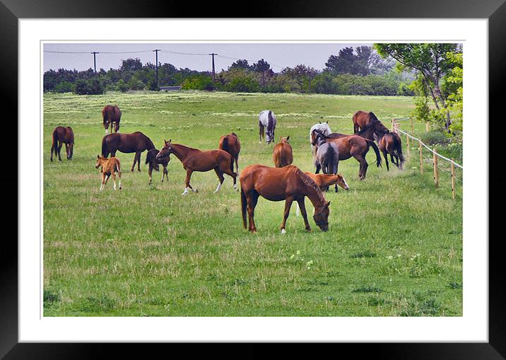 Horses On Ranch Framed Mounted Print by Ferenc Kalmar