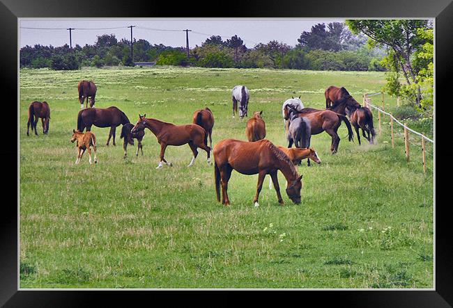 Horses On Ranch Framed Print by Ferenc Kalmar