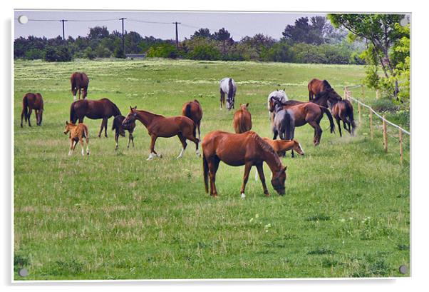 Horses On Ranch Acrylic by Ferenc Kalmar