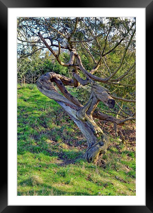 Contorted Tree trunk Framed Mounted Print by Frank Irwin