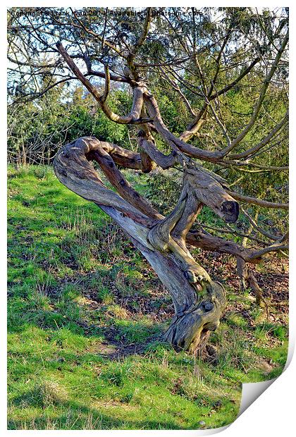 Contorted Tree trunk Print by Frank Irwin