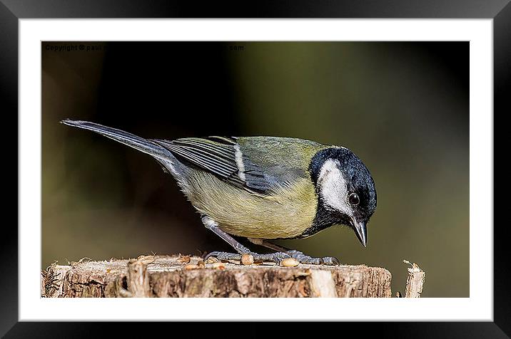 Great Tit Framed Mounted Print by paul neville
