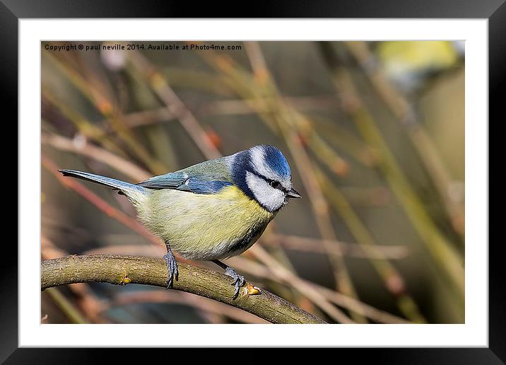 blue tit Framed Mounted Print by paul neville