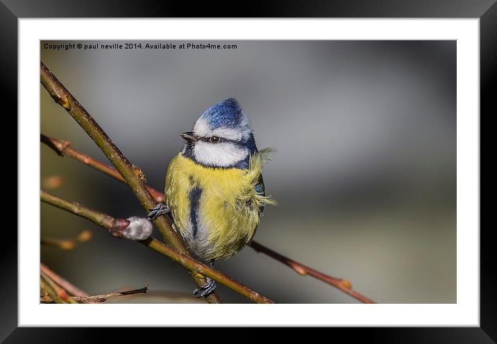Bad hair day (blue tit) Framed Mounted Print by paul neville