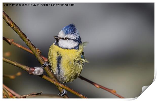 Bad hair day (blue tit) Print by paul neville