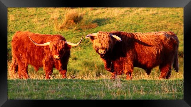 Majestic Highland Cows in the Scottish Sun Framed Print by Jane Braat