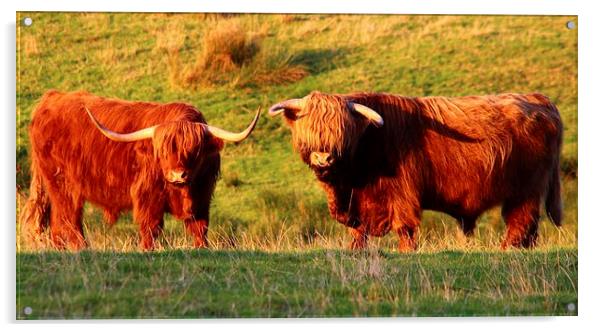 Majestic Highland Cows in the Scottish Sun Acrylic by Jane Braat