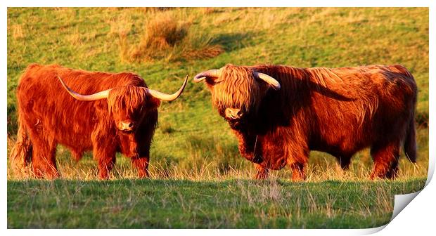 Majestic Highland Cows in the Scottish Sun Print by Jane Braat