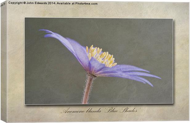 Anemone blanda Blue Shades Canvas Print by John Edwards