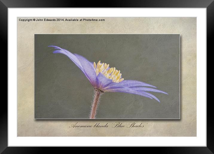 Anemone blanda Blue Shades Framed Mounted Print by John Edwards