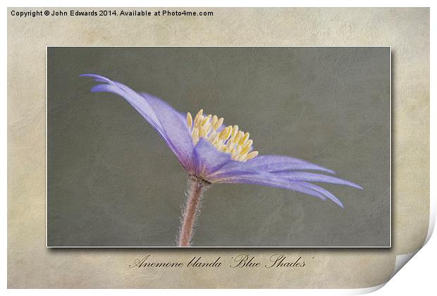 Anemone blanda Blue Shades Print by John Edwards