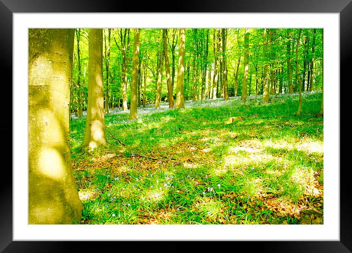 Dappled Sunny Bluebells Framed Mounted Print by Amy Lawson