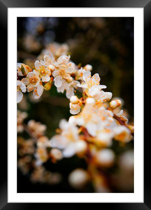 Flowery Focus Framed Mounted Print by Amy Lawson