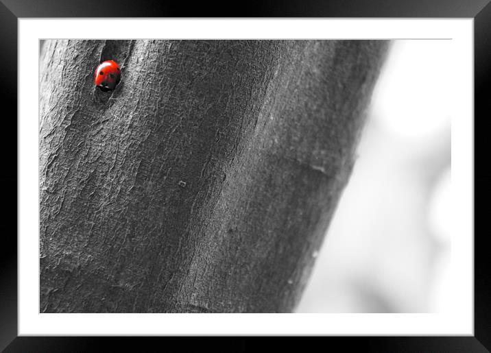 Ladybird, Ladybird Framed Mounted Print by Amy Lawson