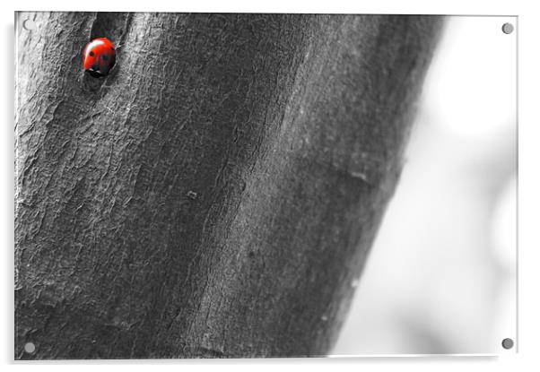 Ladybird, Ladybird Acrylic by Amy Lawson
