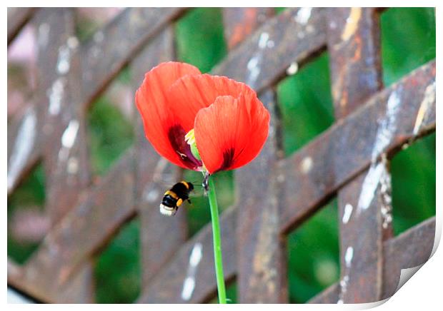 Bee flying towards Poppy Print by Sandra Beale