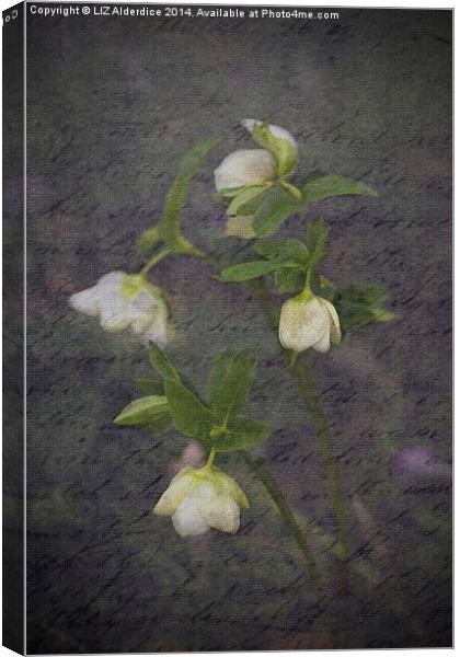 Hellebores Canvas Print by LIZ Alderdice