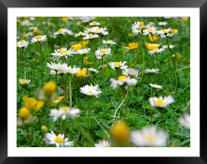 Field of buttercups and daisies, London Framed Mounted Print by Sandra Beale