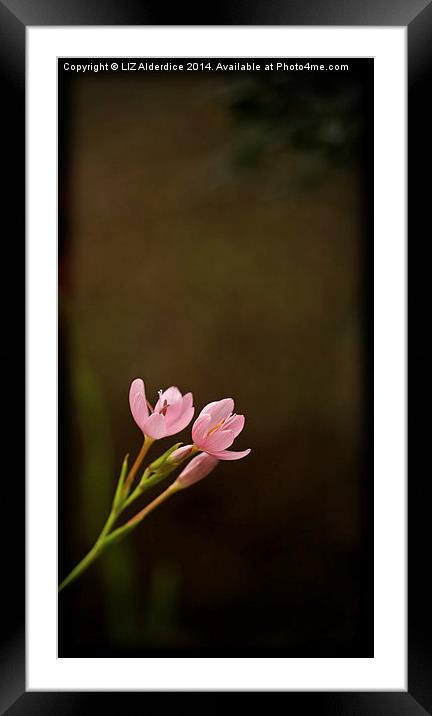 River Lilies Framed Mounted Print by LIZ Alderdice