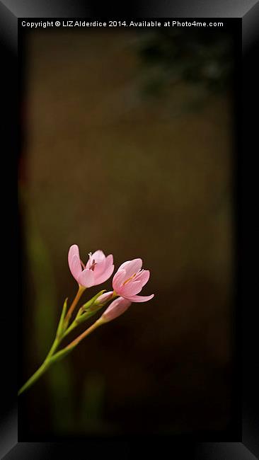 River Lilies Framed Print by LIZ Alderdice