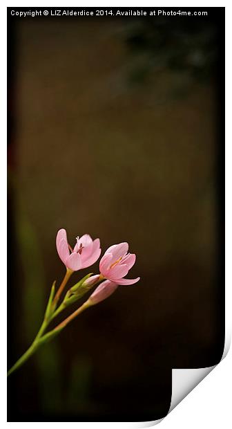 River Lilies Print by LIZ Alderdice