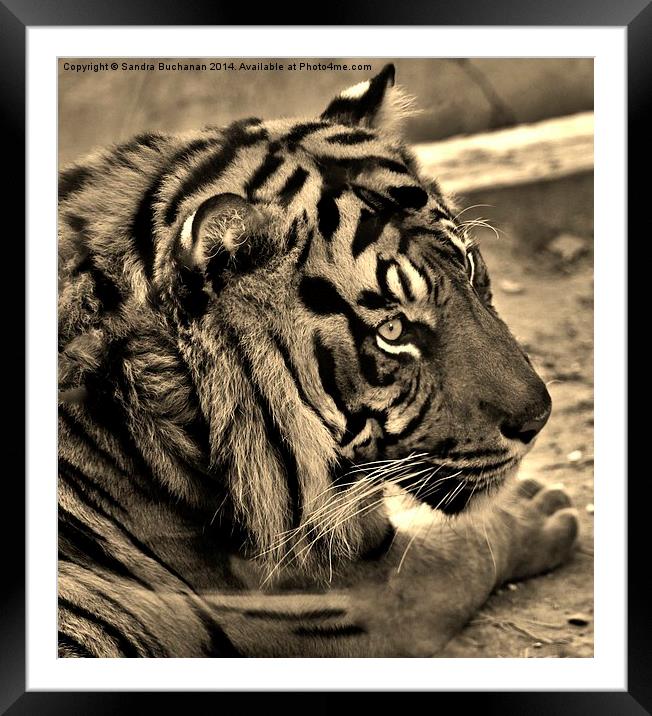 Tigers Eye Framed Mounted Print by Sandra Buchanan