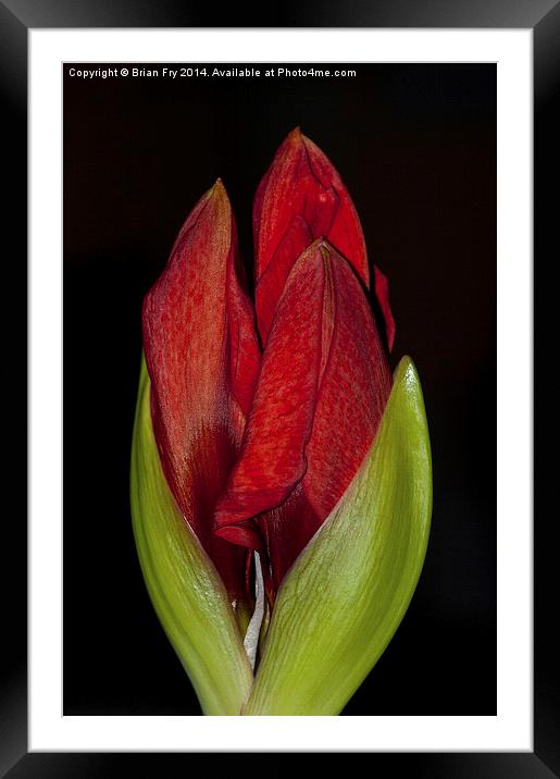 New life on black Framed Mounted Print by Brian Fry