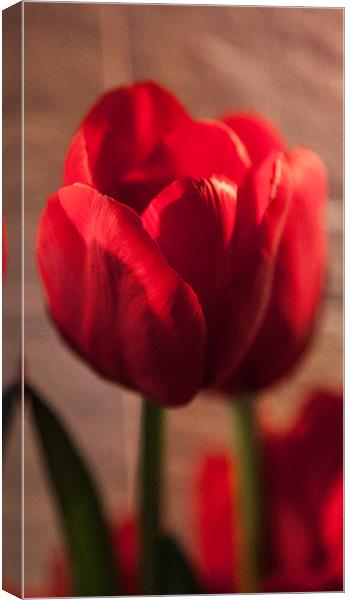 SINGLE ROSE Canvas Print by David Pacey