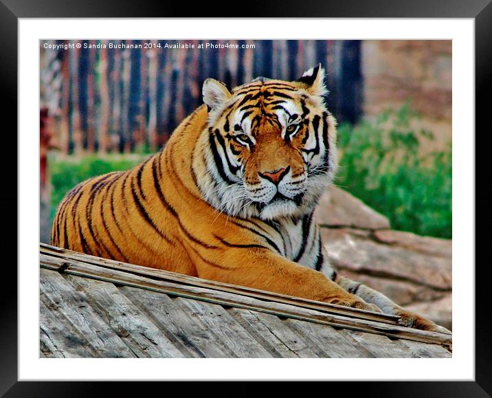 Bengal Tiger Framed Mounted Print by Sandra Buchanan