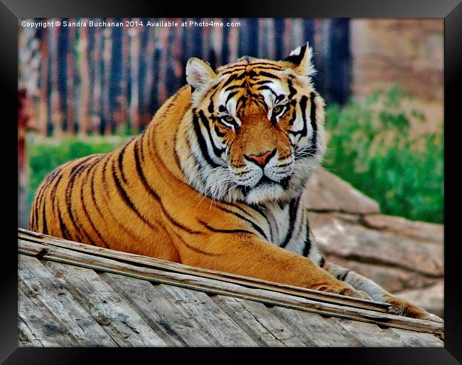 Bengal Tiger Framed Print by Sandra Buchanan