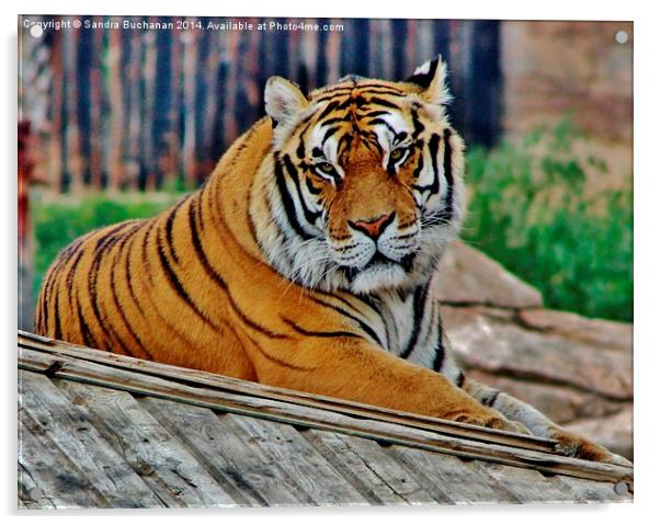 Bengal Tiger Acrylic by Sandra Buchanan