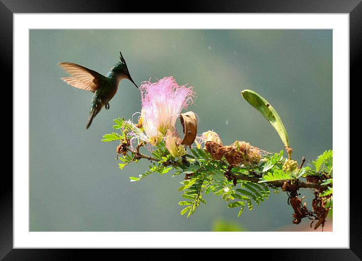 Caribbean Hummingbird Framed Mounted Print by mike hudson