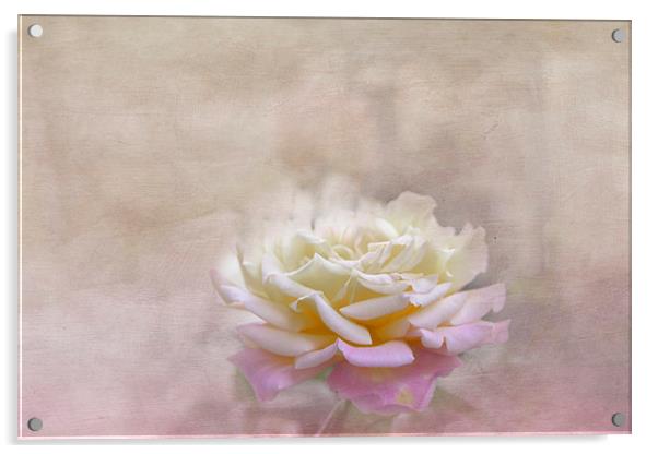 Rose in Full Bloom Acrylic by Judy Hall-Folde