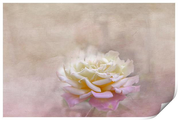 Rose in Full Bloom Print by Judy Hall-Folde