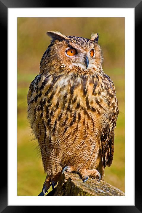 Eurasian Eagle-Owl (Bubo bubo) Framed Mounted Print by Pete Lawless