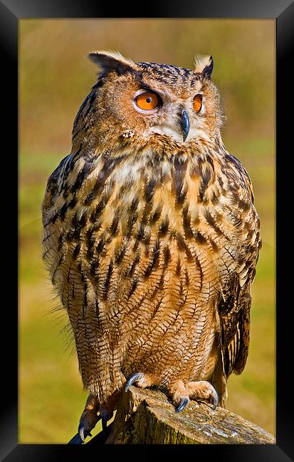 Eurasian Eagle-Owl (Bubo bubo) Framed Print by Pete Lawless