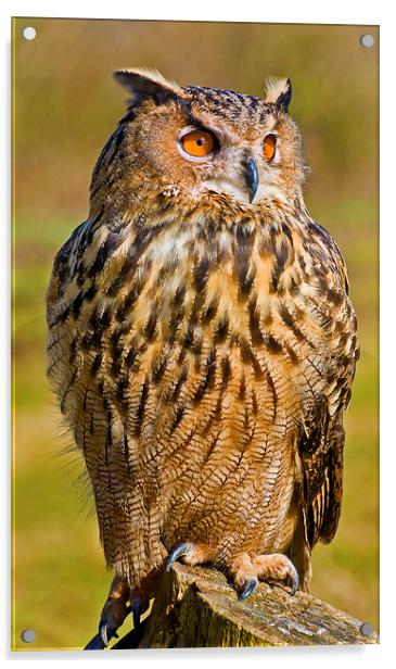 Eurasian Eagle-Owl (Bubo bubo) Acrylic by Pete Lawless