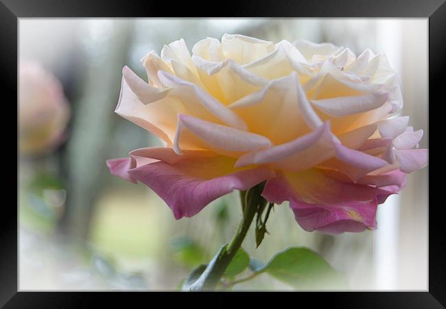 Rose Bathed in Light Framed Print by Judy Hall-Folde