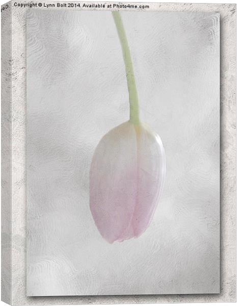 Single Pink Tulip Canvas Print by Lynn Bolt