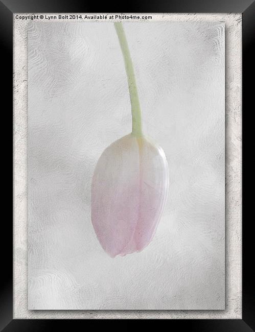 Single Pink Tulip Framed Print by Lynn Bolt