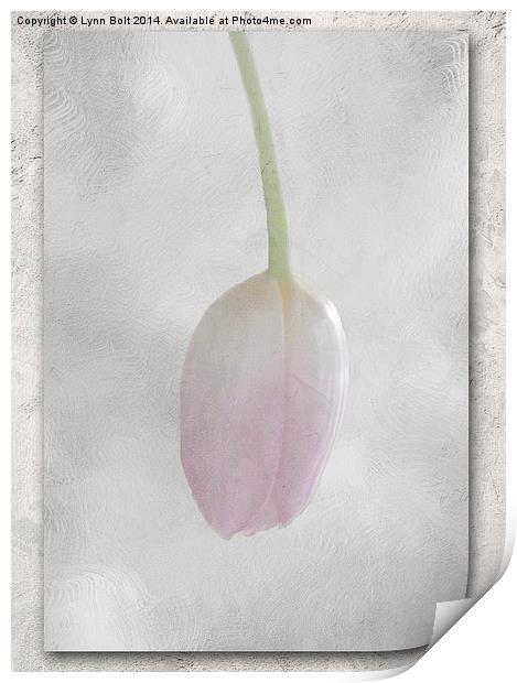 Single Pink Tulip Print by Lynn Bolt