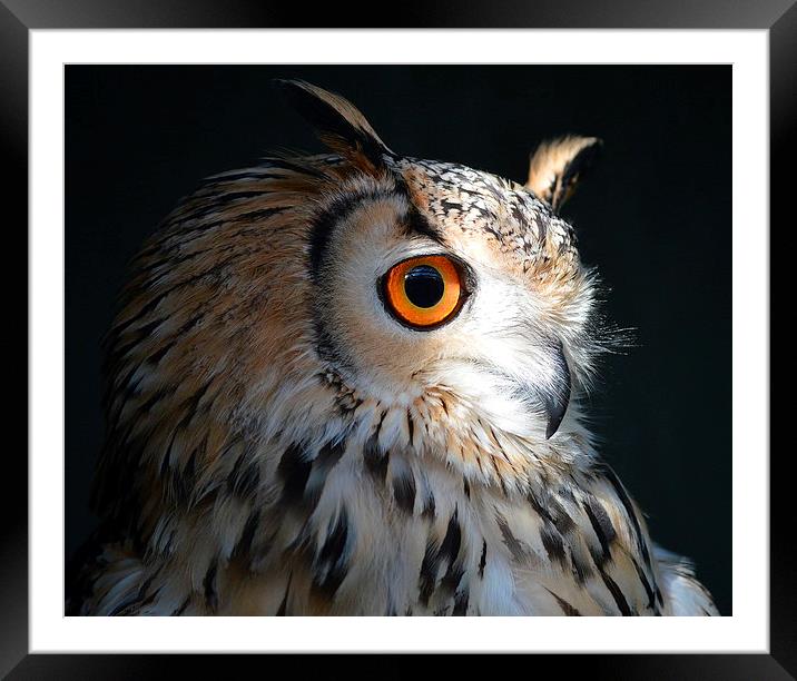 Indian Eagle Owl Framed Mounted Print by Dorothy Thomson
