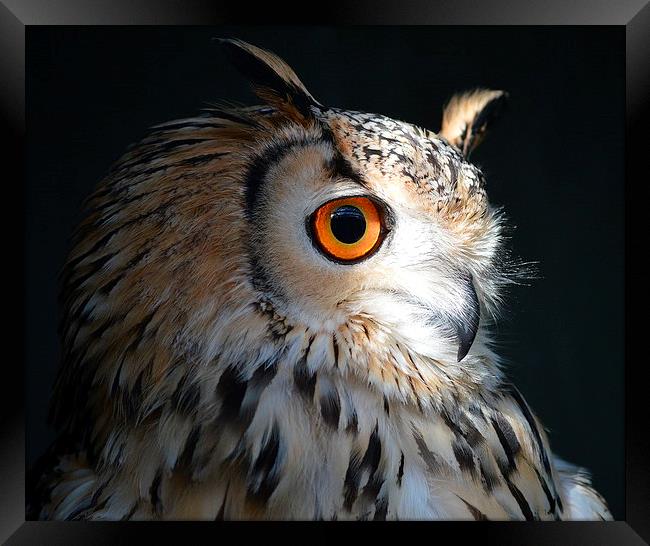 Indian Eagle Owl Framed Print by Dorothy Thomson