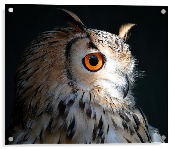 Indian Eagle Owl Acrylic by Dorothy Thomson