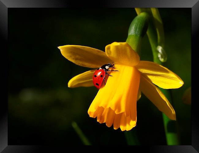 Ladybird on Daffodil in Sunshine Framed Print by Elizabeth Debenham