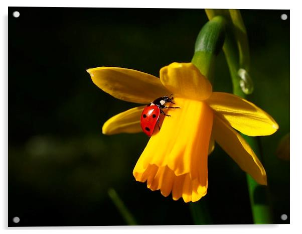 Ladybird on Daffodil in Sunshine Acrylic by Elizabeth Debenham