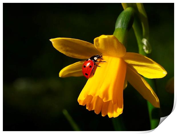 Ladybird on Daffodil in Sunshine Print by Elizabeth Debenham